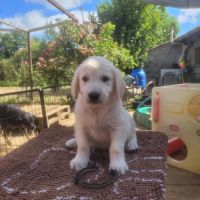 Elevage du bois du goldenlove #1