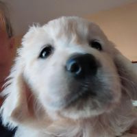 Elevage du bois du goldenlove #2