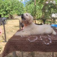 Elevage du bois du goldenlove #3