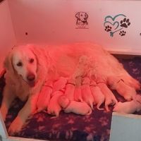 Elevage du bois du goldenlove