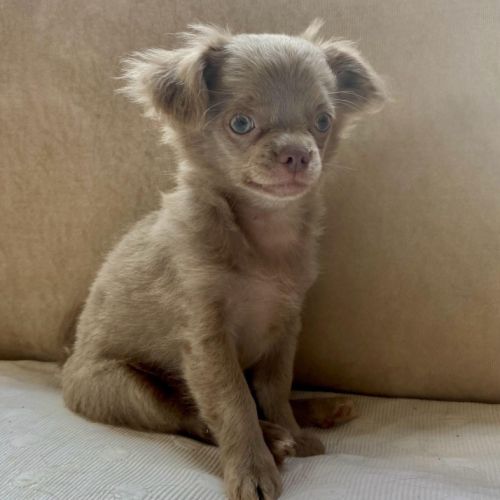 Chiot chihuahua #0
