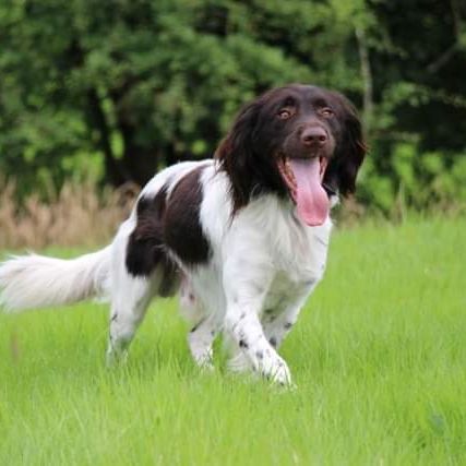 Femelle münsterlander #1