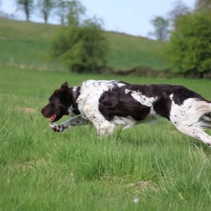 Femelle münsterlander #2