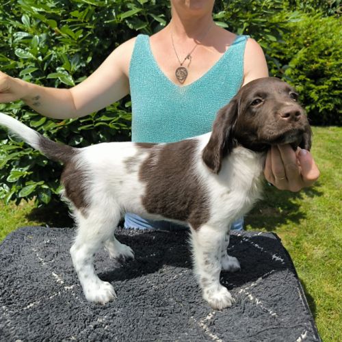 Femelle münsterlander #3