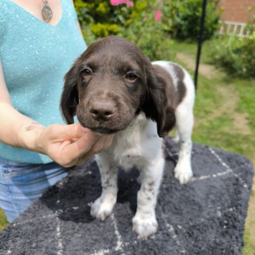 Femelle münsterlander #0