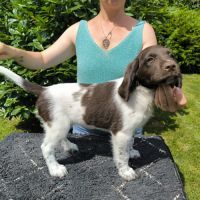 Femelle münsterlander #3