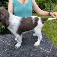 Femelle münsterlander #4