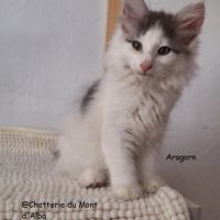 Magnifique chaton norvégien mâle