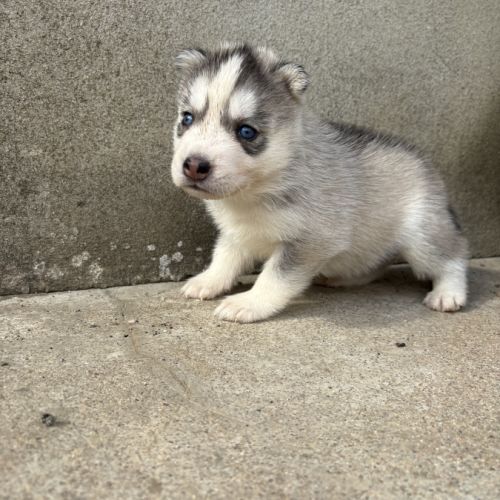 Magnifiques chiots husky lof parents testés #2