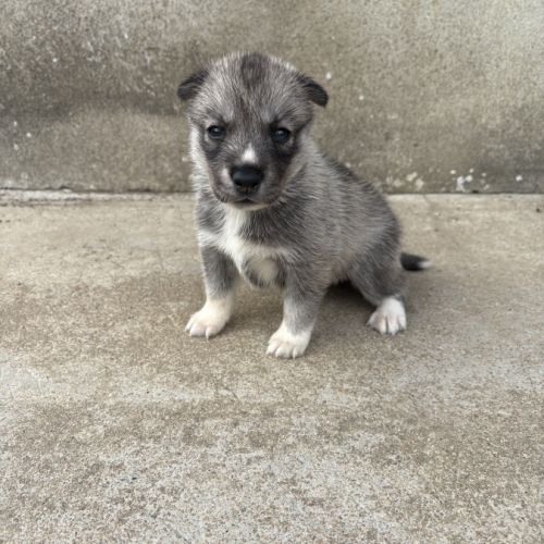 Magnifiques chiots husky lof parents testés #3