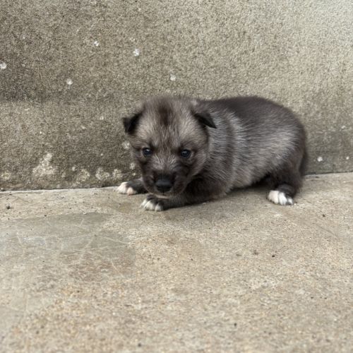 Magnifiques chiots husky lof parents testés #4