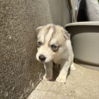 Magnifiques chiots husky lof parents testés #1