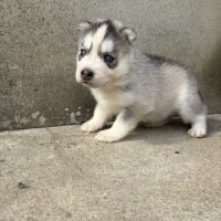 Magnifiques chiots husky lof parents testés #2