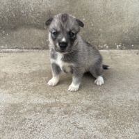 Magnifiques chiots husky lof parents testés #3