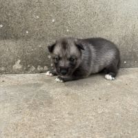 Magnifiques chiots husky lof parents testés #4