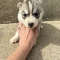 Magnifiques chiots husky lof parents testés