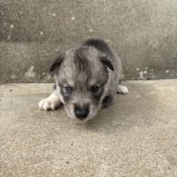 Magnifiques chiots husky lof parents testés #6