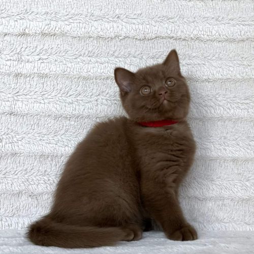 Magnifiques chatons british shorthair #2