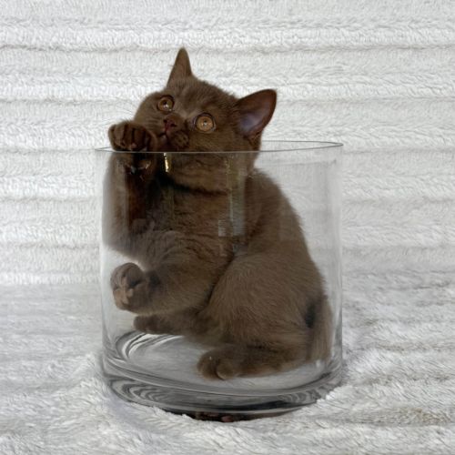 Magnifiques chatons british shorthair