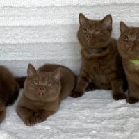 Magnifiques chatons british shorthair #1