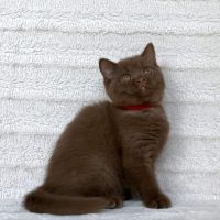 Magnifiques chatons british shorthair #2
