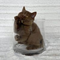 Magnifiques chatons british shorthair #0