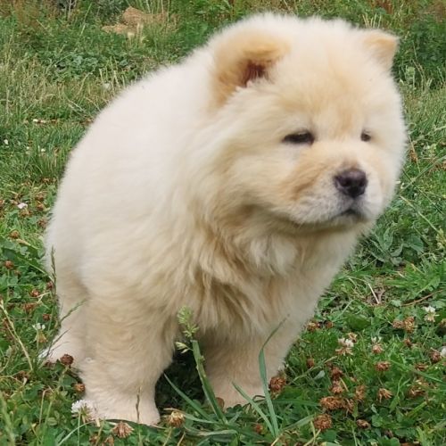 Chow chow #1