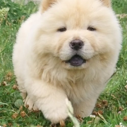 Chow chow #2