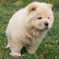 Chow chow #1