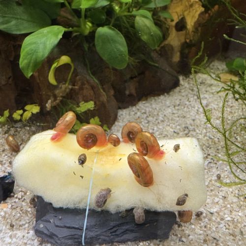 Escargots aquarium