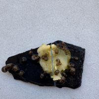 Escargots aquarium #2