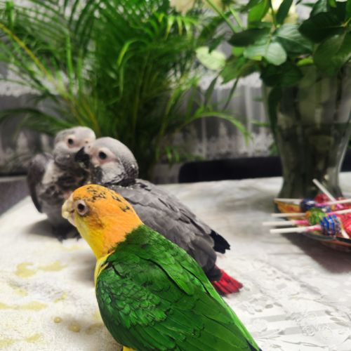 Caique élevé à la main #4