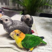 Caique élevé à la main #1