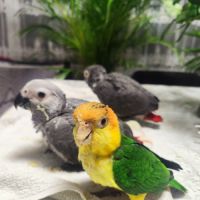Caique élevé à la main