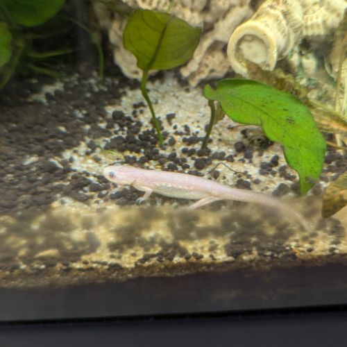 Lot de 2 pleurodel albinos