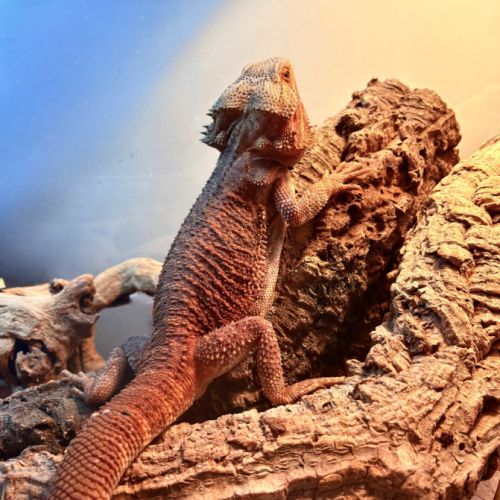 Pogona vitticeps, rouge orangé, un ans, male #1