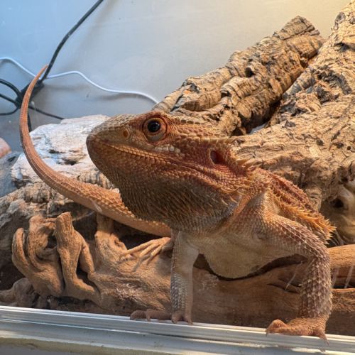 Pogona vitticeps, rouge orangé, un ans, male #3