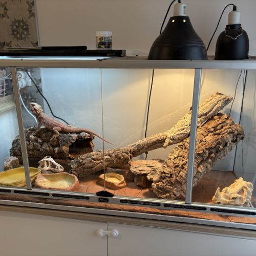 Pogona vitticeps, rouge orangé, un ans, male #5