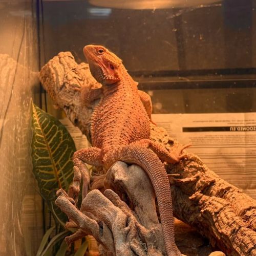 Pogona vitticeps, rouge orangé, un ans, male #6