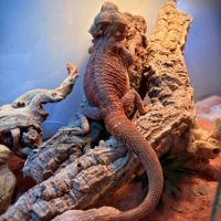 Pogona vitticeps, rouge orangé, un ans, male #2