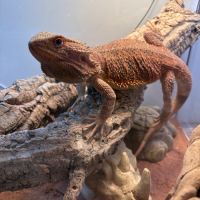 Pogona vitticeps, rouge orangé, un ans, male #4