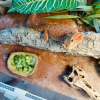 Pogona vitticeps, rouge orangé, un ans, male