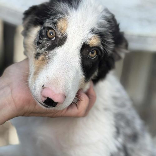 Chiots border collie
