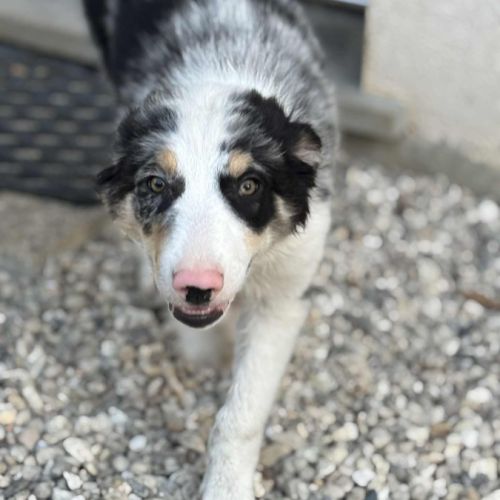 Chiots border collie #5