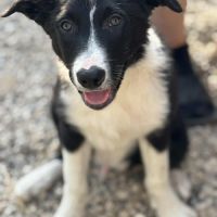Chiots border collie #1