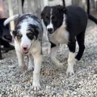 Chiots border collie #3