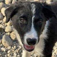 Chiots border collie #4