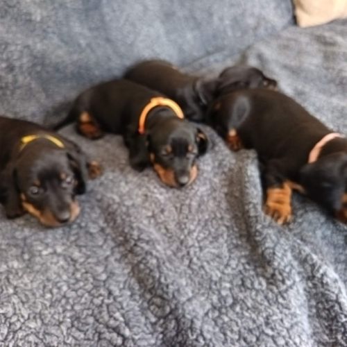 Teckel standard poil ras #2