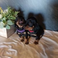 Teckel standard poil ras