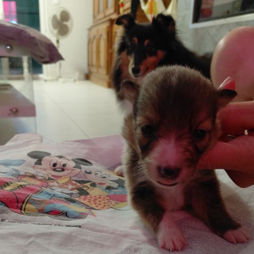 Chiots de berger des shetland #2